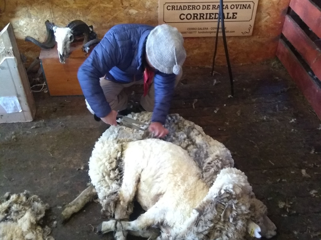 Fundo don Gerardo-Coyhaique必去景点