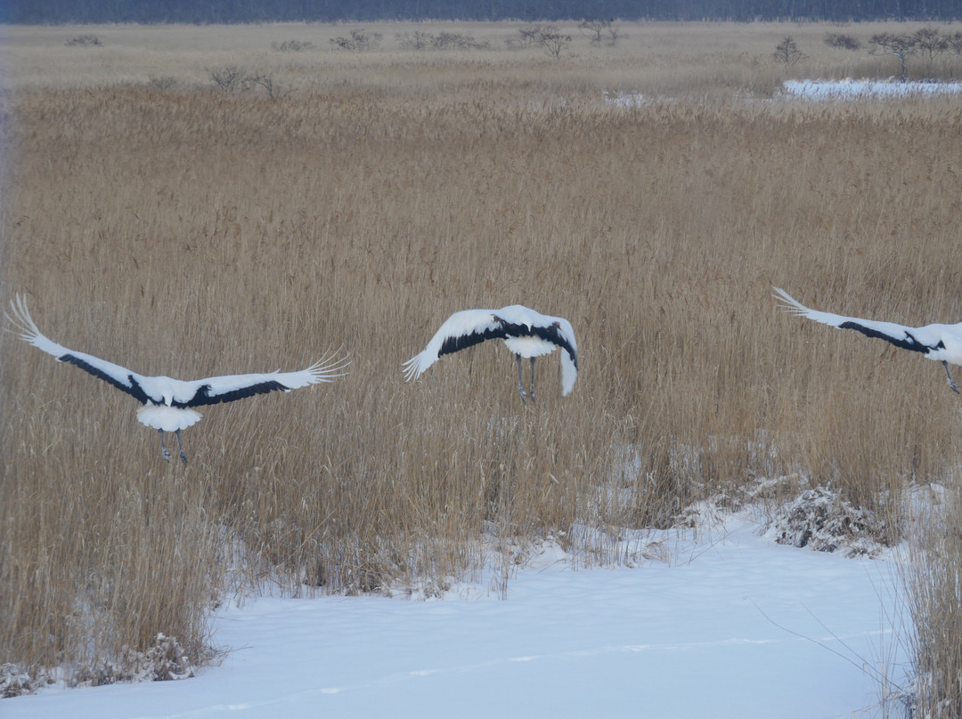 Kushiro Shitsugen Station-钏路町必去景点