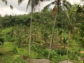 Experience Real Bali-乌布必去景点