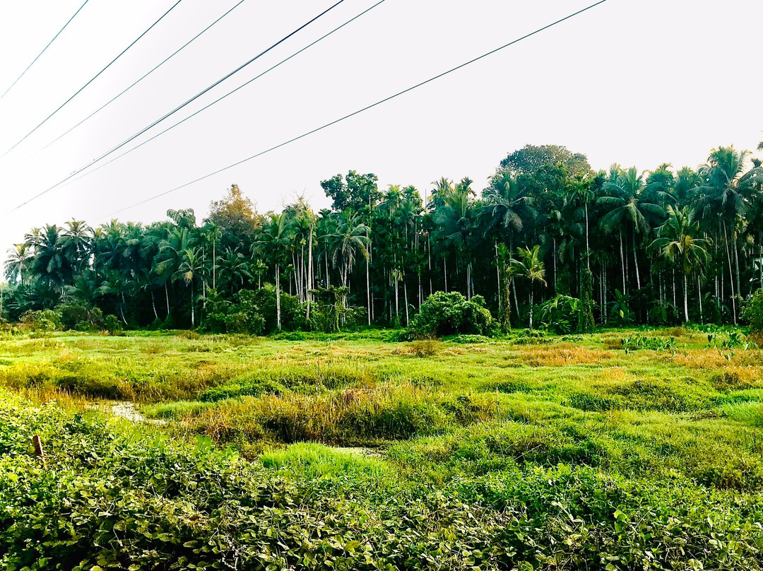 Kuthuparamba旅游攻略图片