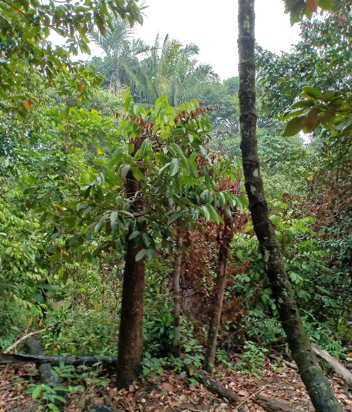 Bukit Mor-Parit Jawa必去景点