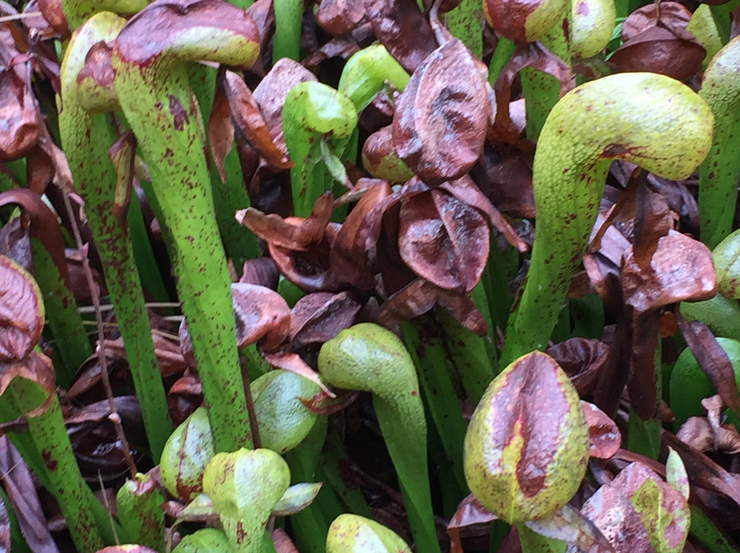 Darlingtonia State Natural Site-弗洛伦斯必去景点