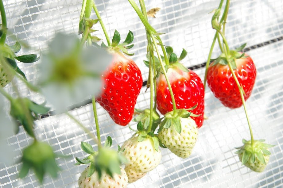 Nakahata Farm-山都町必去景点