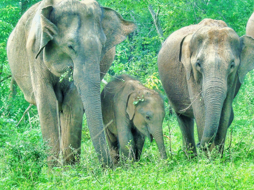 SriLanka Best Safari Udawalawe National Park-乌达瓦拉瓦必去景点