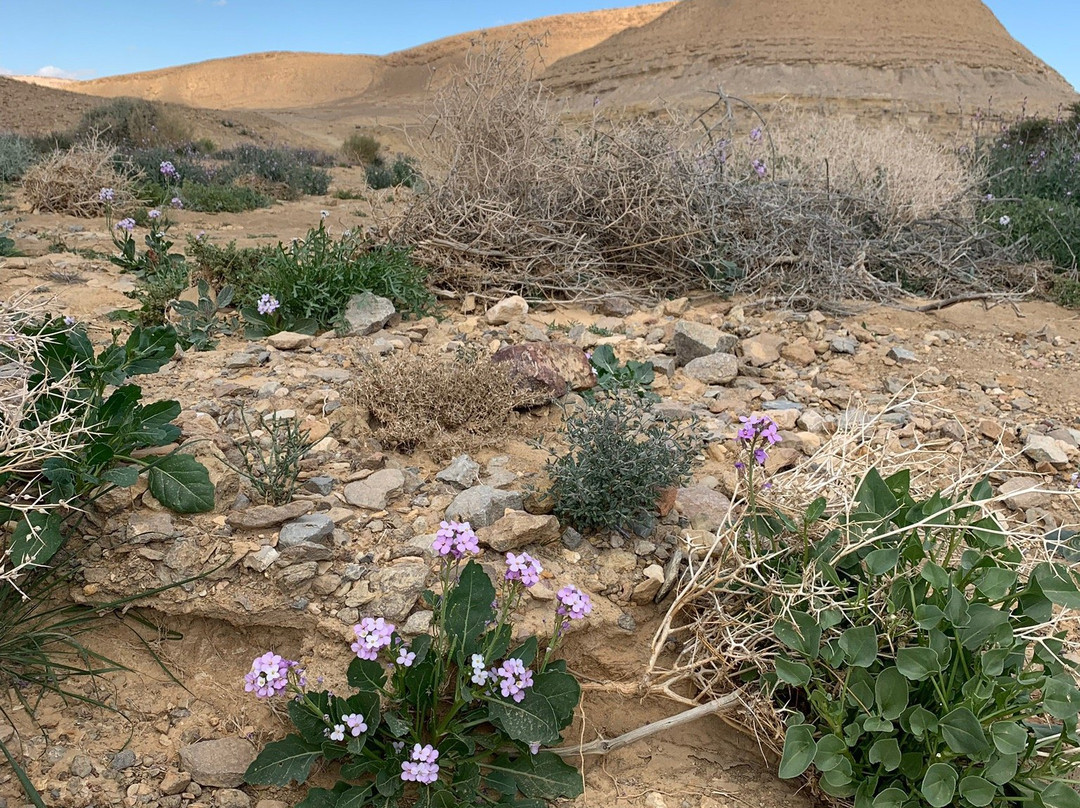 Beresheet Desert Tours-米茨佩拉蒙必去景点