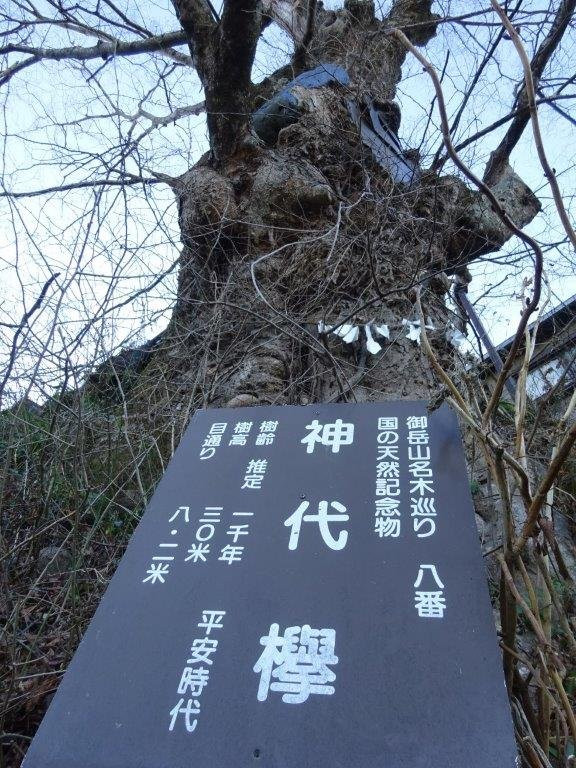 Mitake no Jindai Keyaki-青梅市必去景点