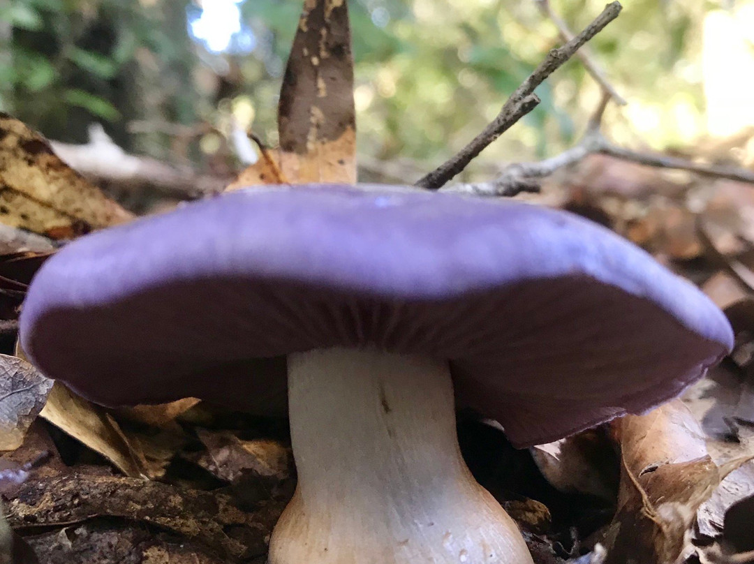 Lake May Reserve-Eustis必去景点