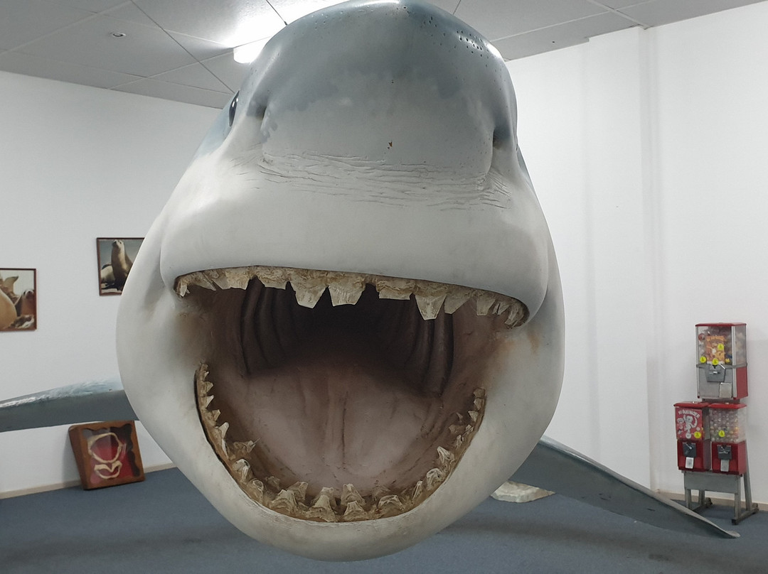 Great White Shark Replica-Streaky Bay必去景点