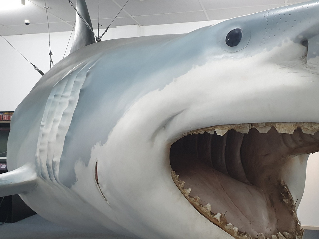 Great White Shark Replica-Streaky Bay必去景点