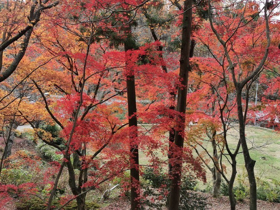 Shakudoji Temple-长滨市必去景点