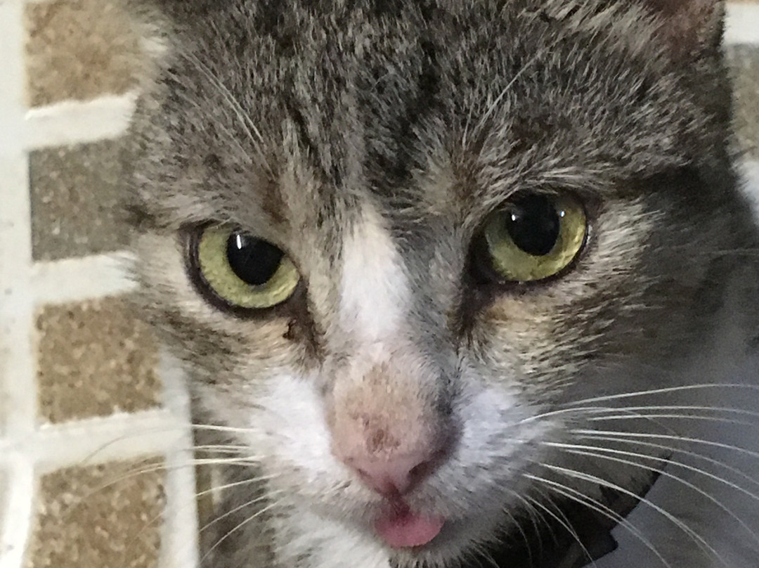 Hôtel-Restaurant l'Albatros主图