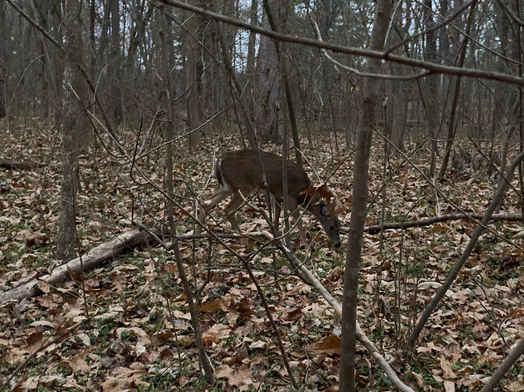 Algonkian Regional Park景点图片