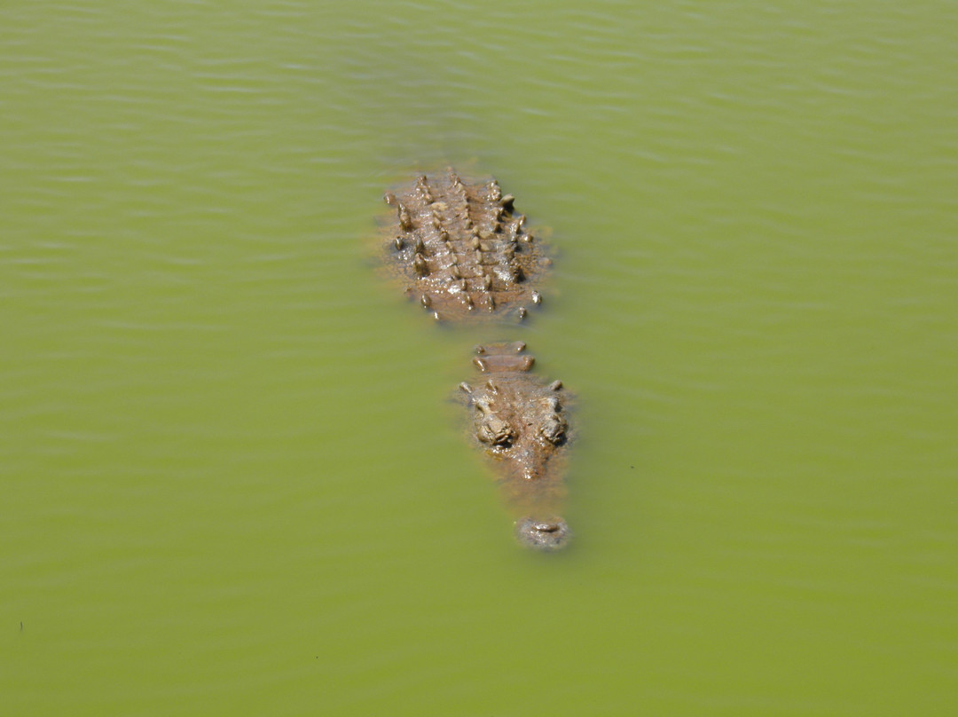 Crocodile Farm-Moron必去景点