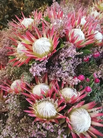 Fernkloof Nature Reserve-赫曼努斯必去景点