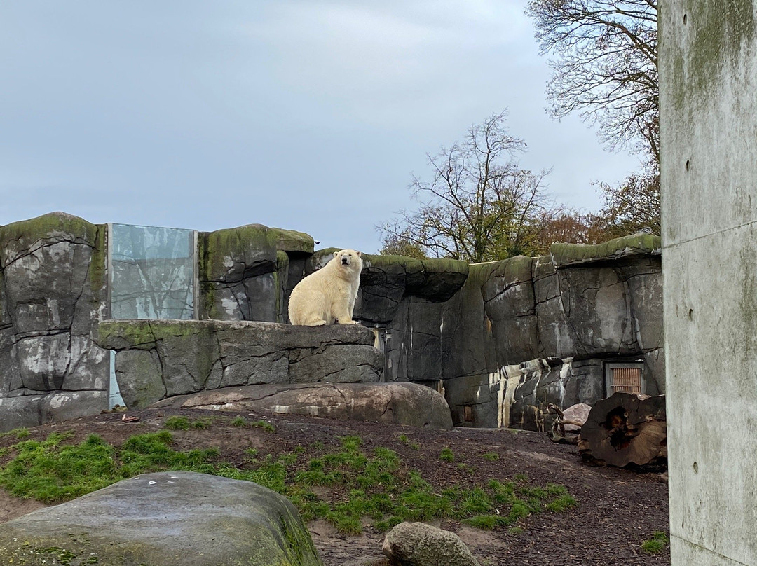 哥本哈根动物园景点图片