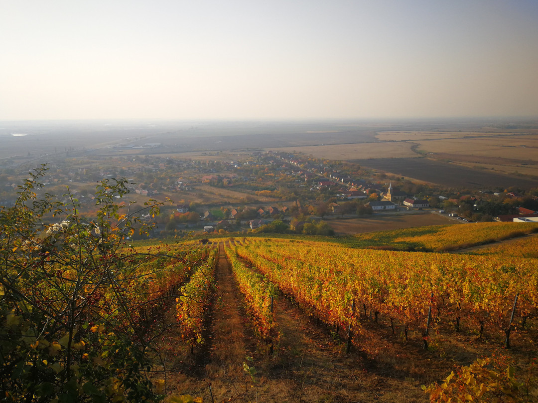Balla Geza Winery景点图片