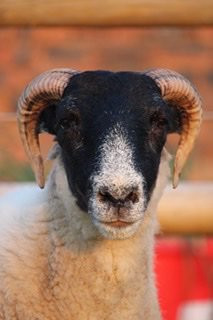 Lochinvar Guest House主图