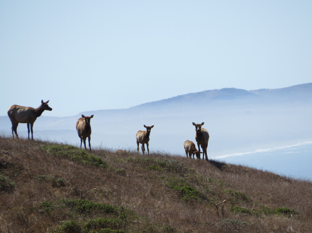 Tule Elk Reserve State Natural Reserve-Buttonwillow必去景点