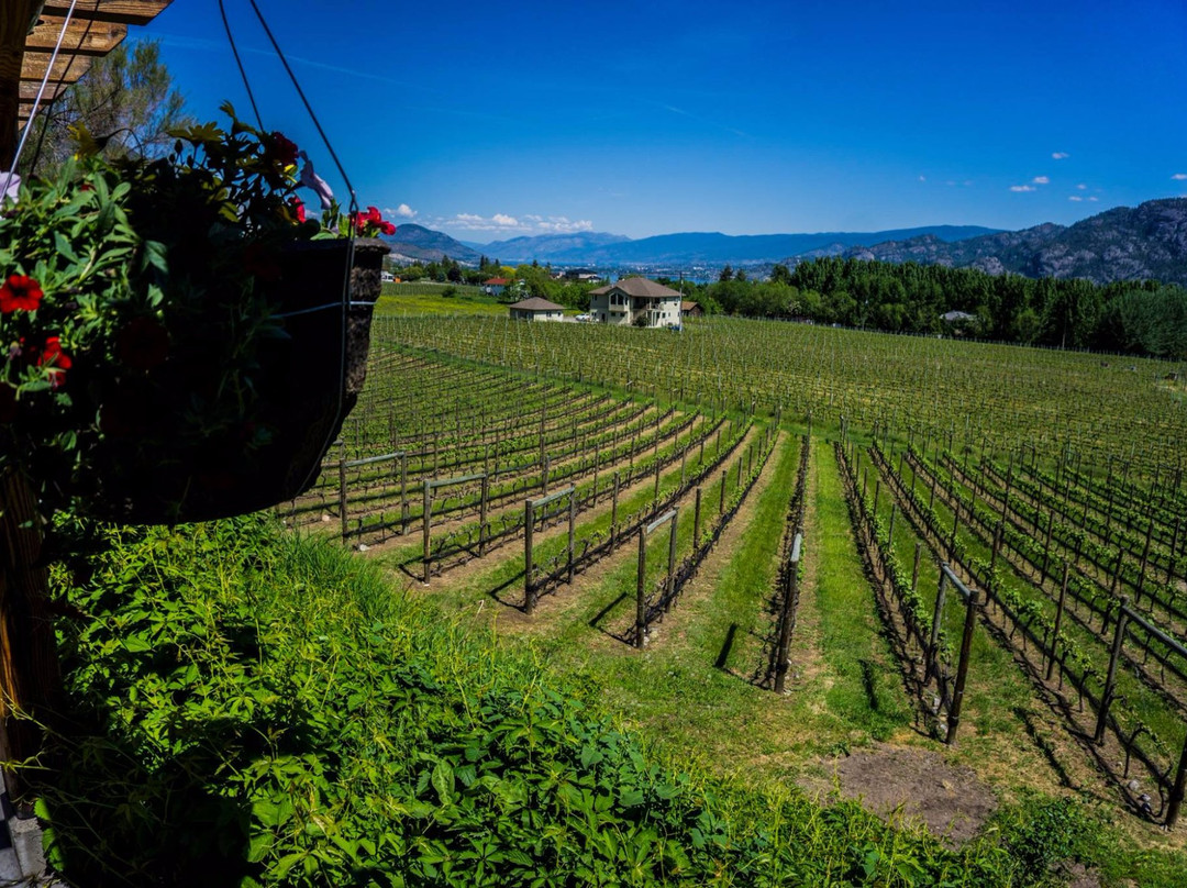 Kraze Legz Vineyard and Winery景点图片