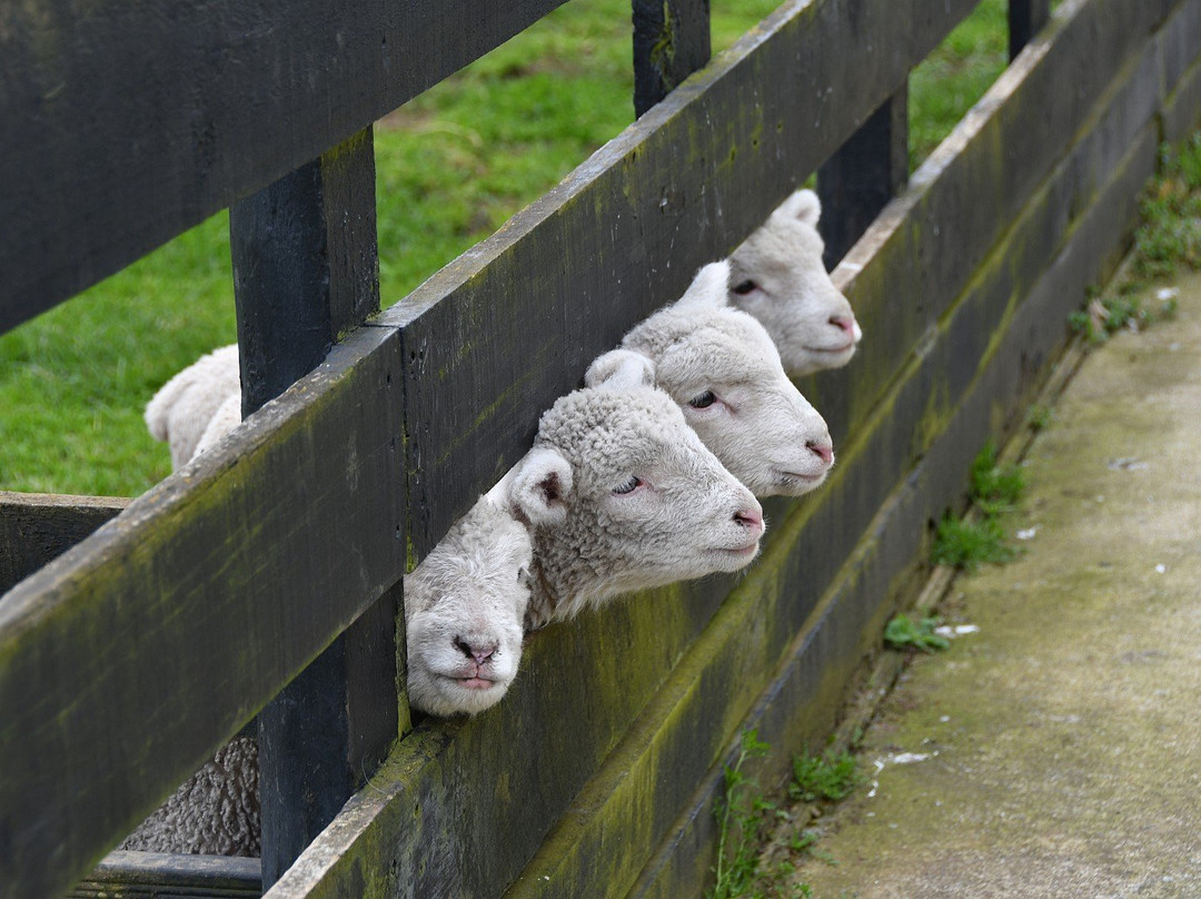 Kerry Lane Motel主图