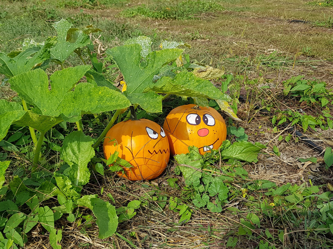 Tulipania-Terno d'Isola必去景点