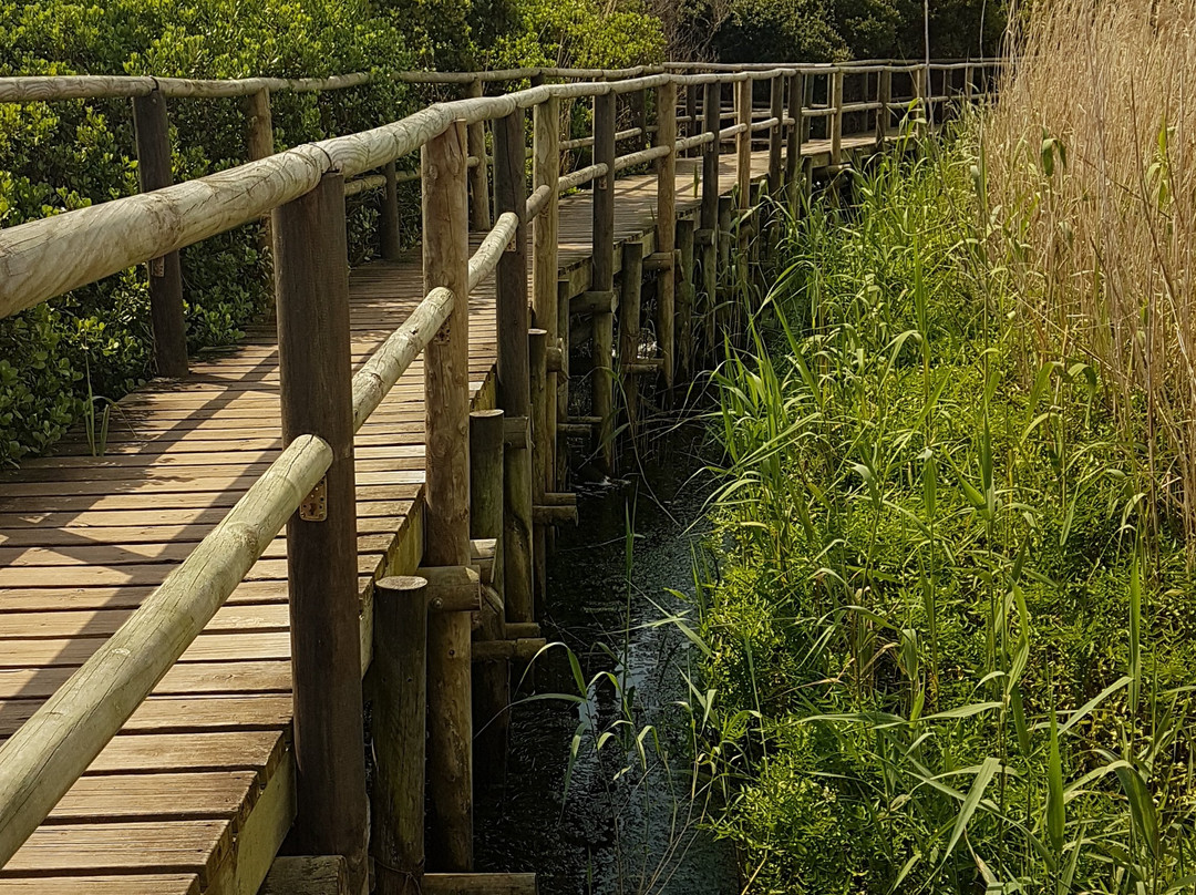Intaka Island-开普敦中心区必去景点
