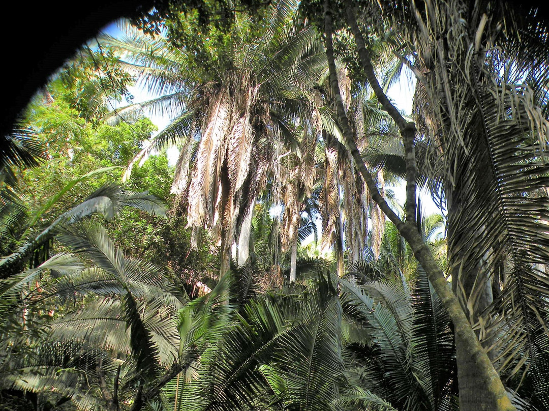 Lo de Perla Jungle Garden景点图片