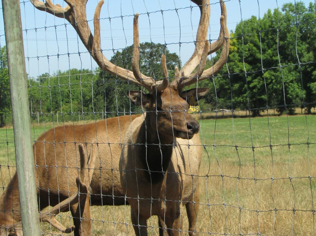 Rosse Posse Acres Elk Ranch-Molalla必去景点