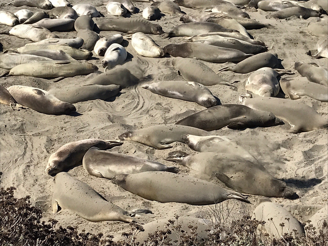 California Coastal Trail-红木国家公园必去景点