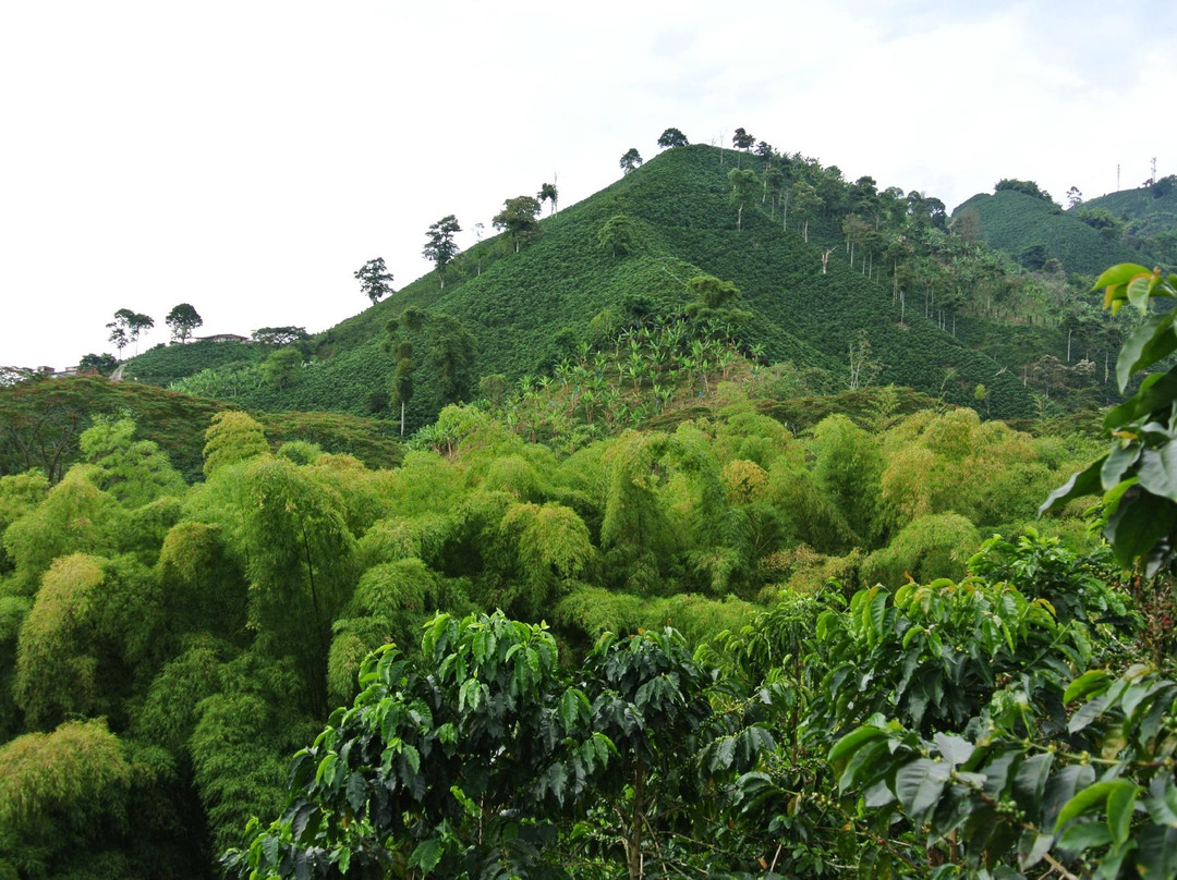 Hacienda Guayabal景点图片