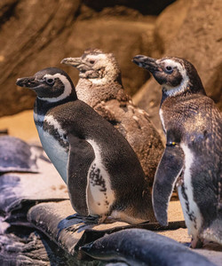 Oceanic Aquarium景点门票图片