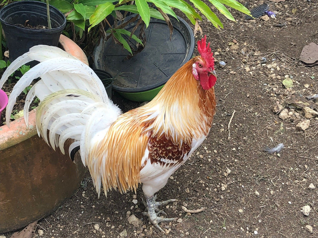 Animal Farm & Nature Reserve-蒙特戈贝必去景点