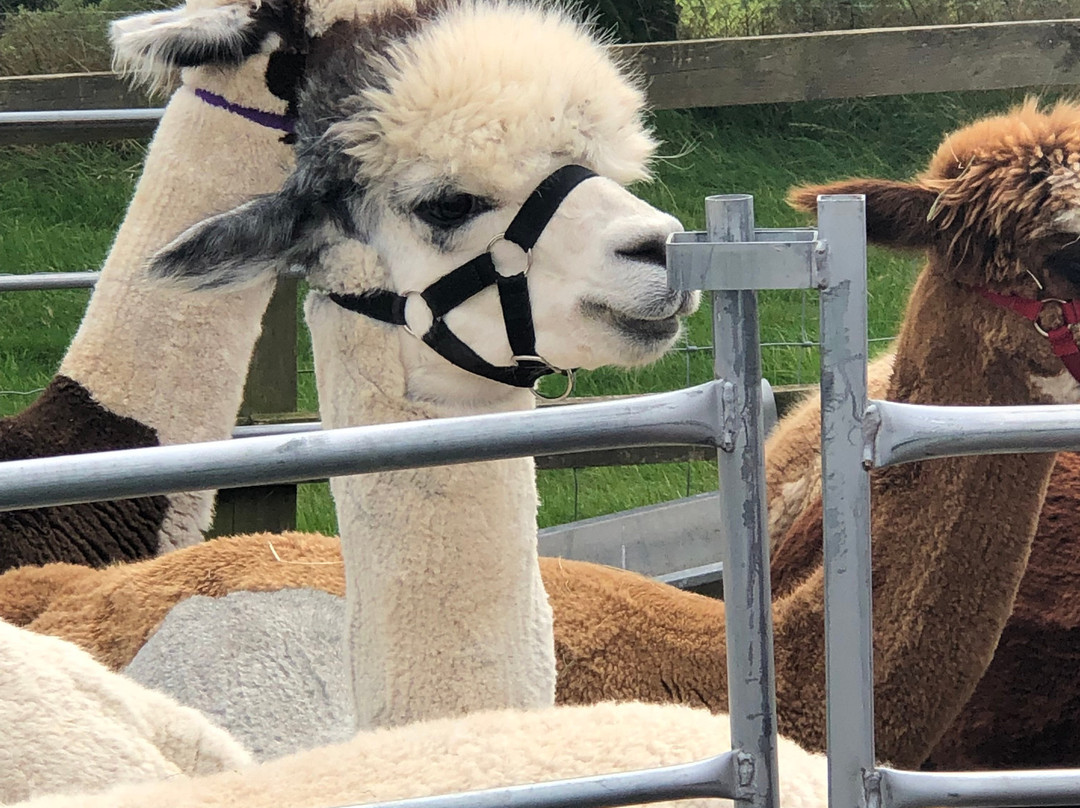 Alpaca Park Farm景点图片