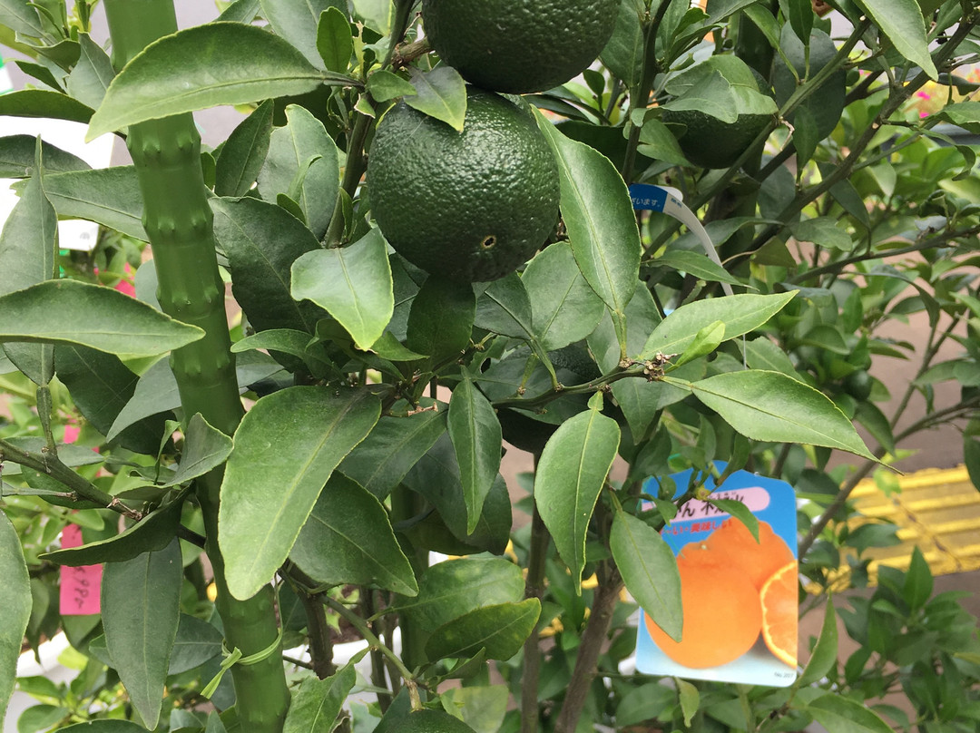 Pocket Farm Dokidoki Tsukuba Ushiku-牛久市必去景点