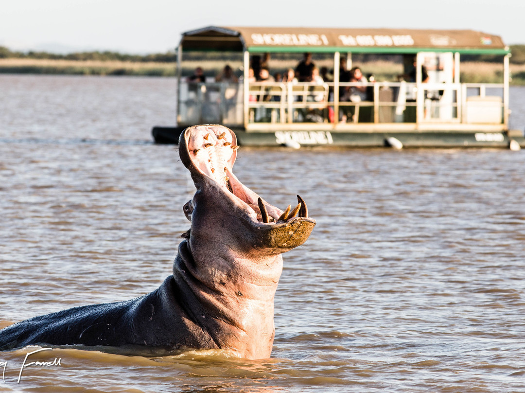 Shoreline Hippo and Croc Cruises-圣露西亚必去景点