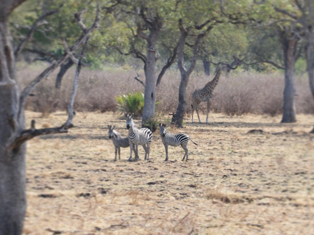 Naza's Tanzania Safari-Dar es Salaam必去景点