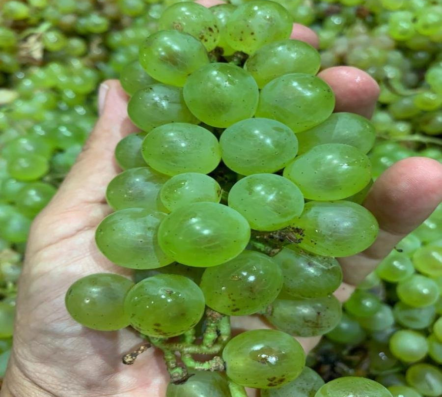 OcoaBay-Azua必去景点