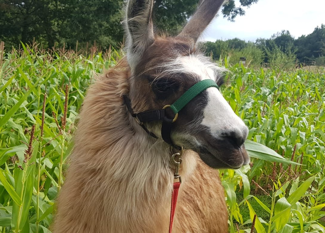 Hillview Llamas-Frodsham必去景点