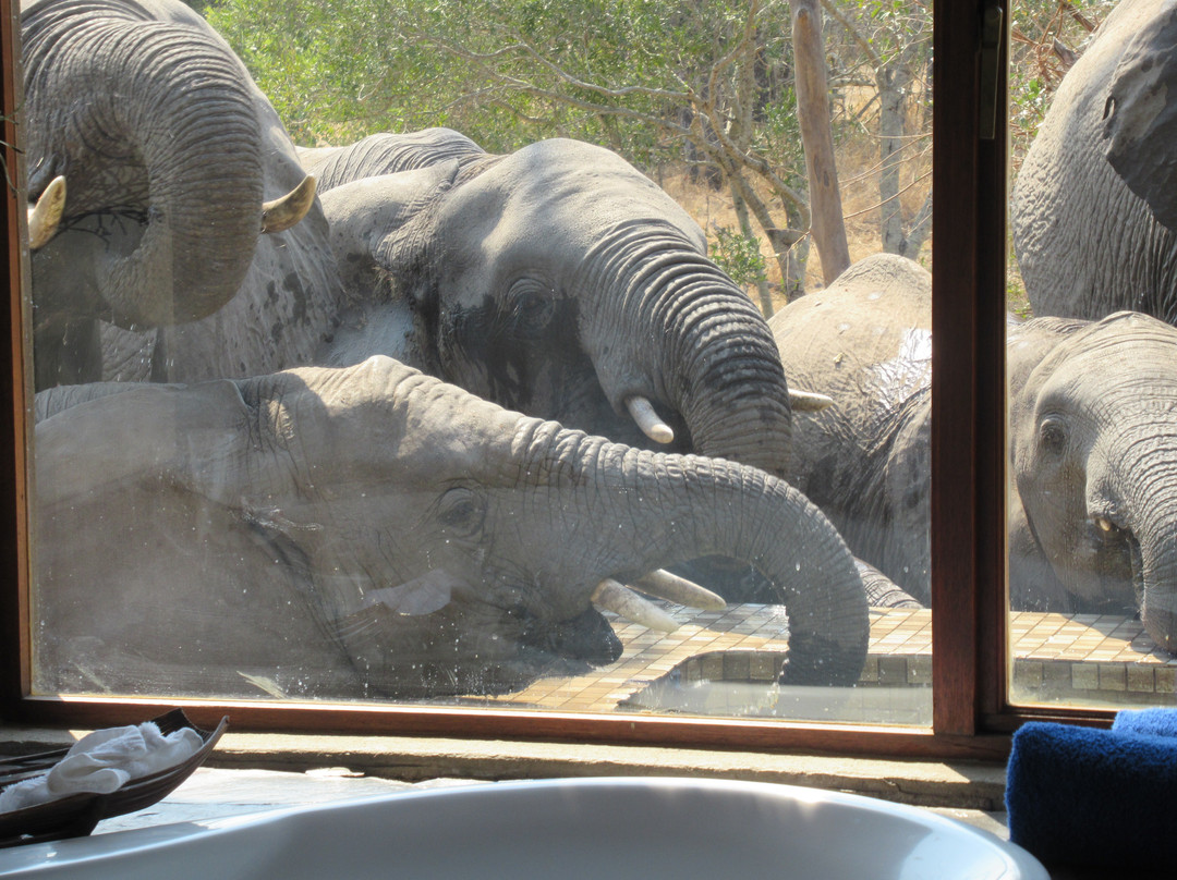 阿拉修萨野生动物园酒店主图