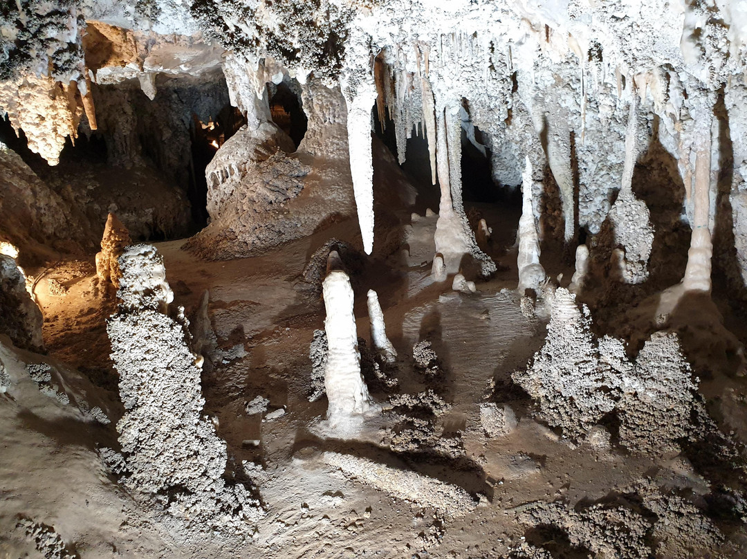 Port Bus-麦克夸利港必去景点