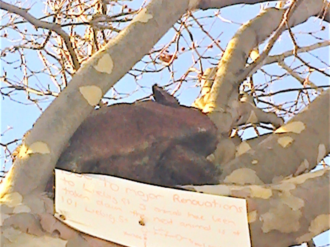 Mystery In The Trees-瓦南布尔必去景点