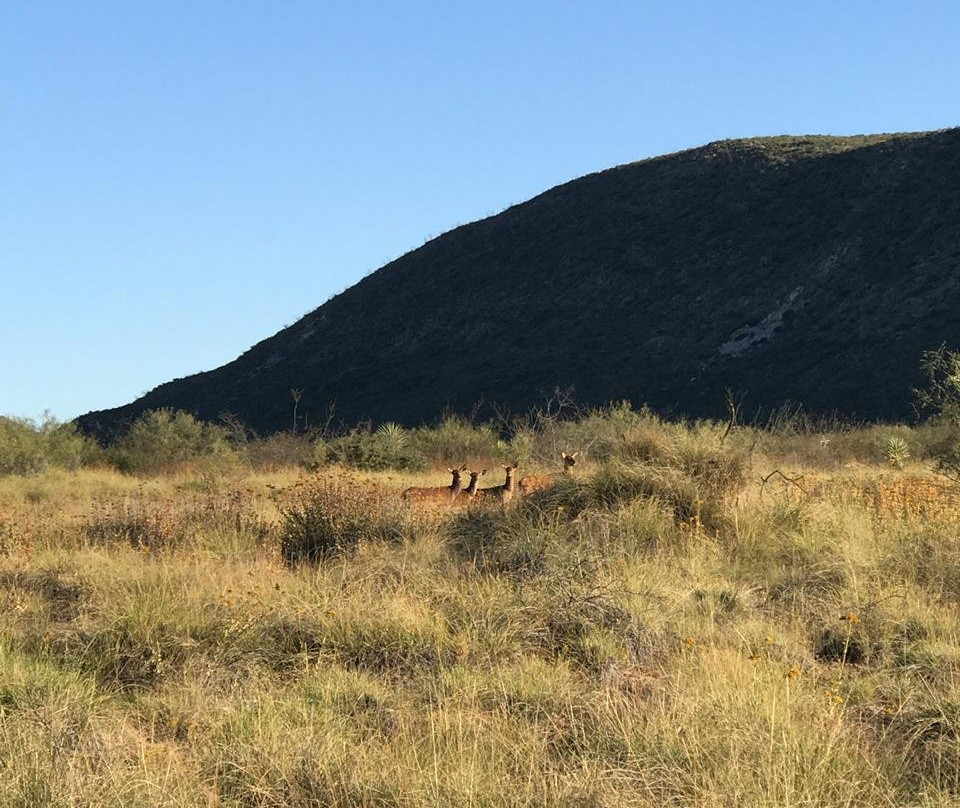 Mapimi旅游攻略图片