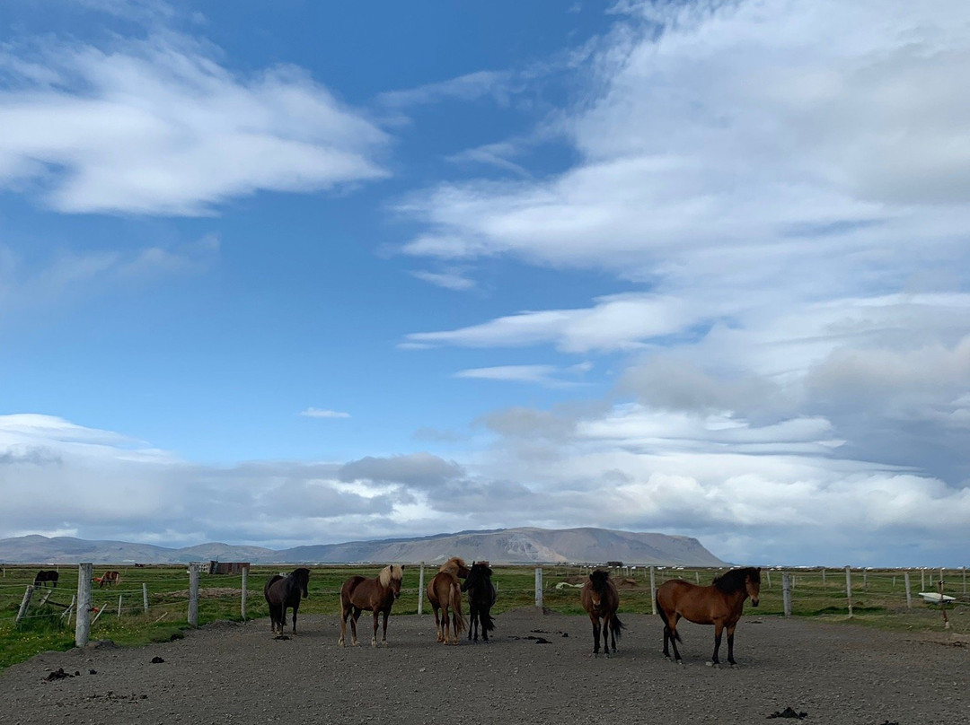 Solvangur Icelandic Horse Center景点图片