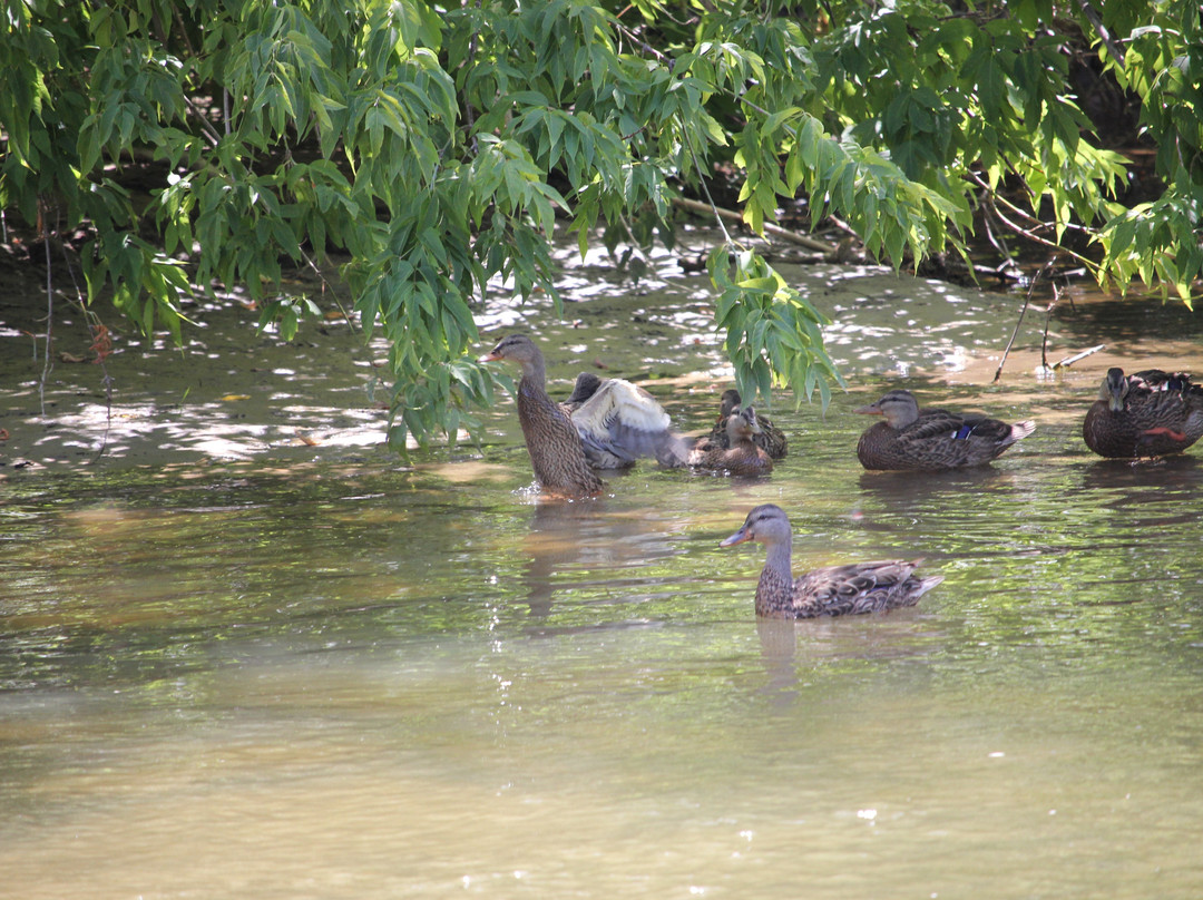 Nicolston Dam-Alliston必去景点