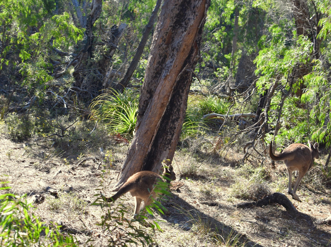 Mirravale Riding School-雅林角必去景点