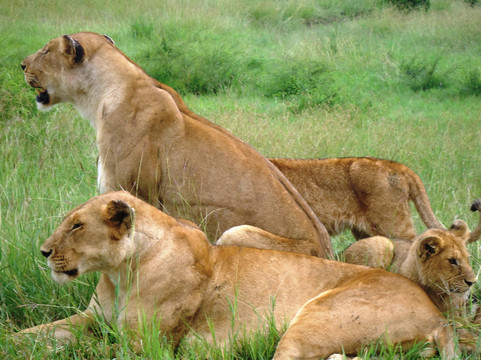 Safari Typique-蒙巴萨必去景点