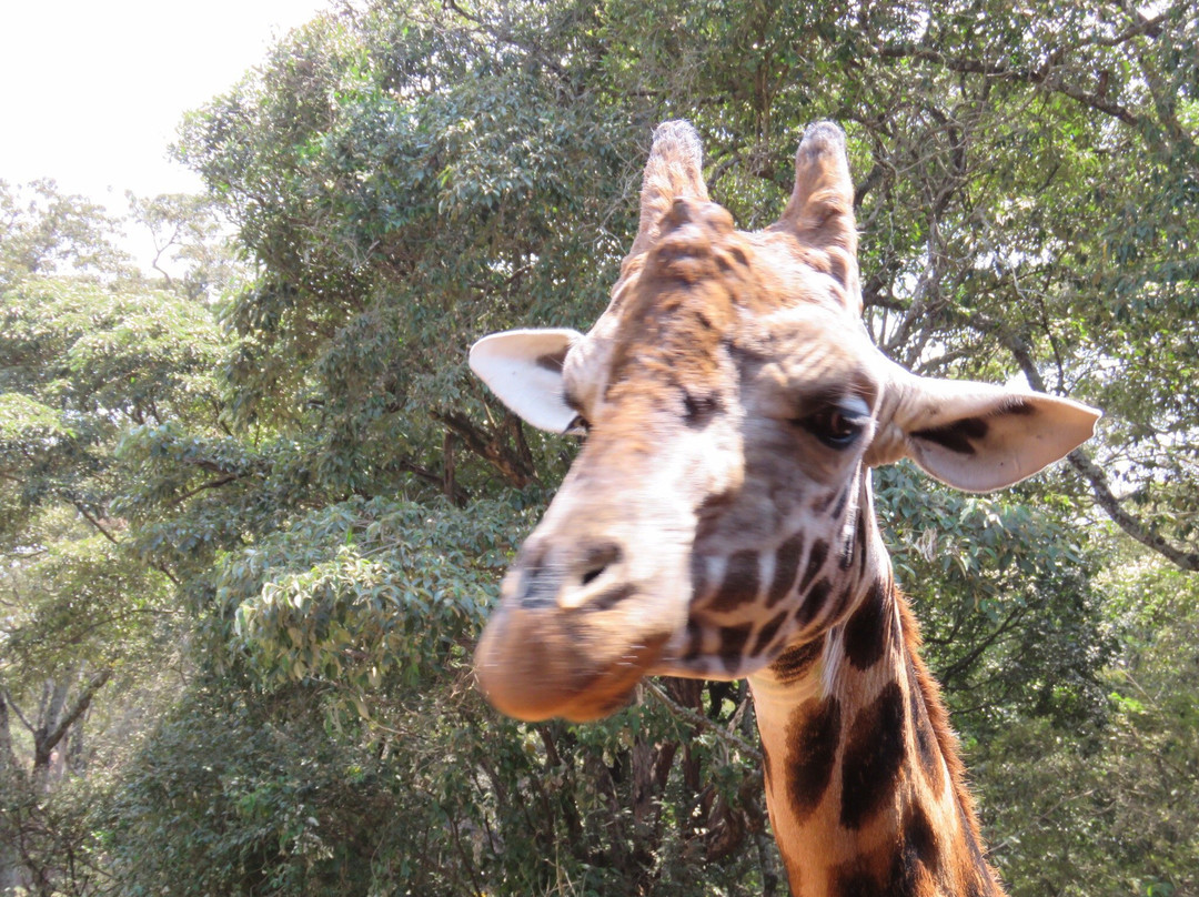 非洲濒危野生动物基金会（肯尼亚）-长颈鹿中心景点图片