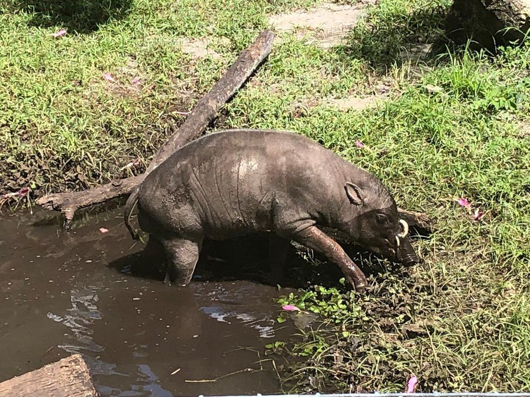Lowry Park-坦帕必去景点
