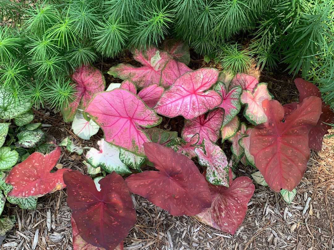 Freedom Park-威廉斯堡必去景点