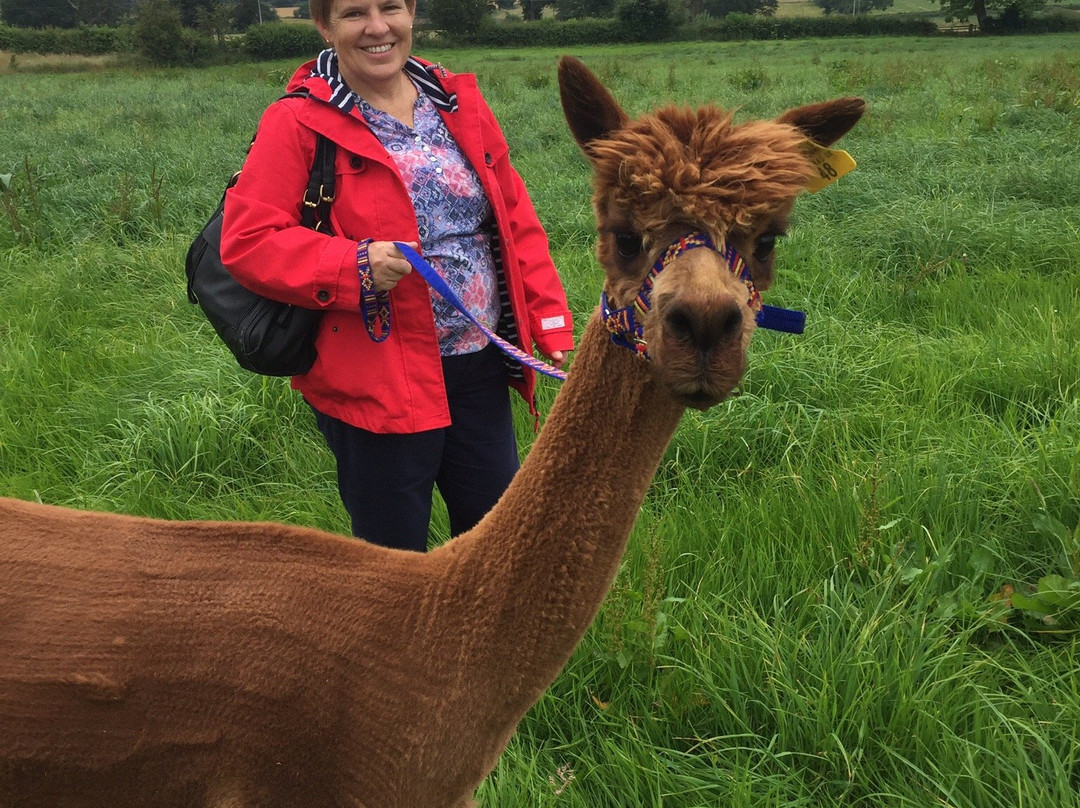 Clivewood Alpacas-什鲁斯伯里必去景点